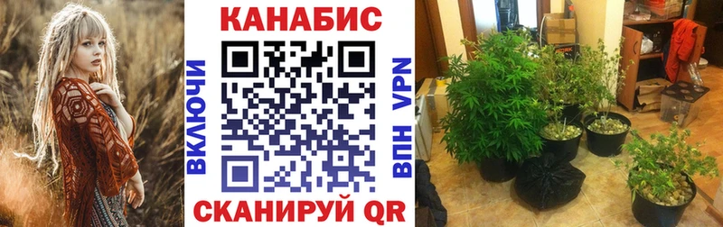 Бошки марихуана сатива  где продают наркотики  Смоленск 